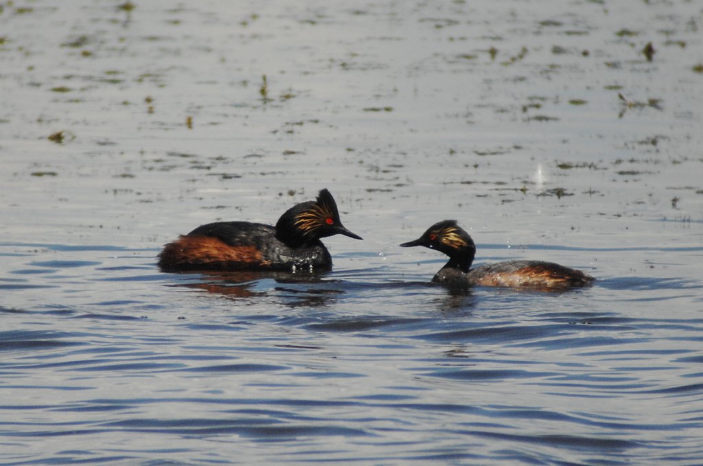 Grebe, Eared, 2010-06293542 Arapaho NWR, CO.JPG - Eared Grebe. Arapaho National Wildlife Refuge, CO, 6-29-2010